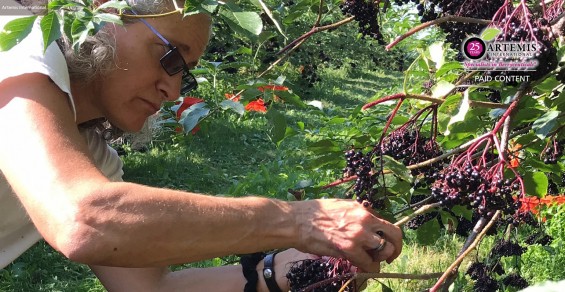 Formulating with Elderberry: Everything you need to know about sourcing, science and success