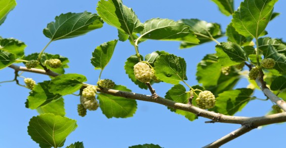 News exclusive: White mulberry leaf ID confirmed by Calif. university in fatality