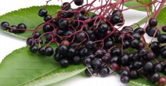 BAPP elderberry bulletin shows pace of adulteration may be abating