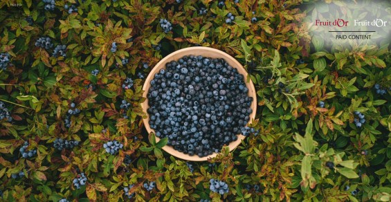 Exploring wild blueberries’ benefits for memory, mood, and more – white paper