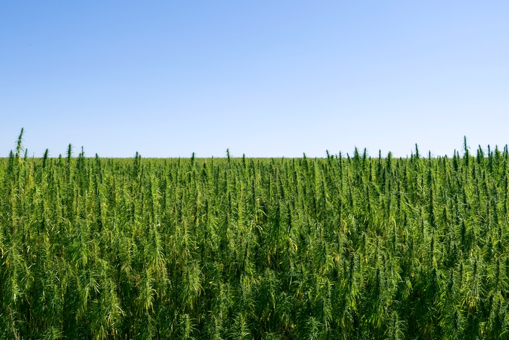 Hemp group releases list of priorities for new farm bill