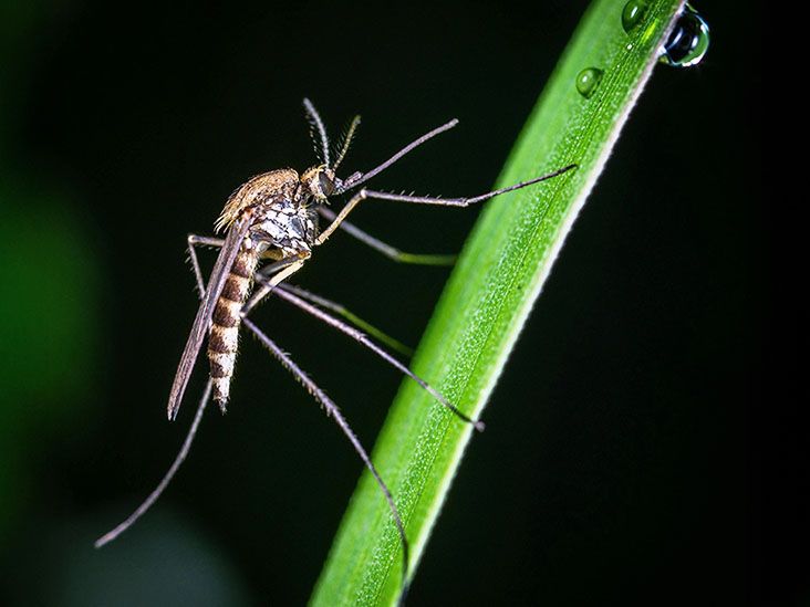 Could DEET attract mosquitoes? Study highlights unusual mosquito behavior