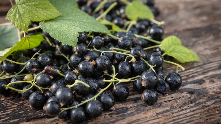 Supplement Shorts: Berry extract boosts fat burning during exercise