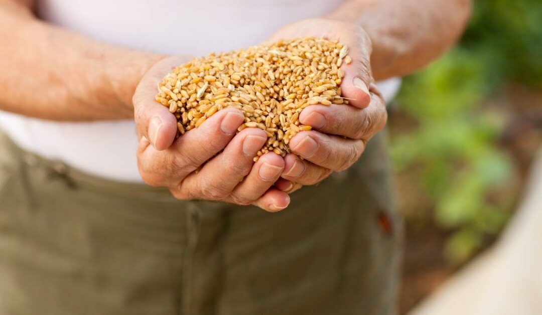 Daily whole grains could support heart health, weight loss