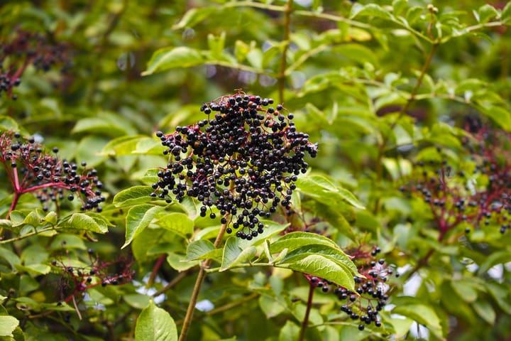 BAPP publishes lab guide for elderberry
